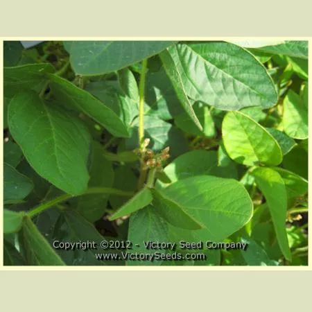 Tengamine Soybean