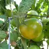 Dwarf Sara's Olalla Emerald Tomato