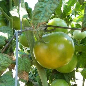 Dwarf Sara's Olalla Emerald Tomato