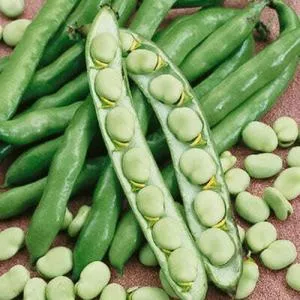 Broad Windsor Fava Bean