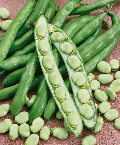 Broad Windsor Fava Bean