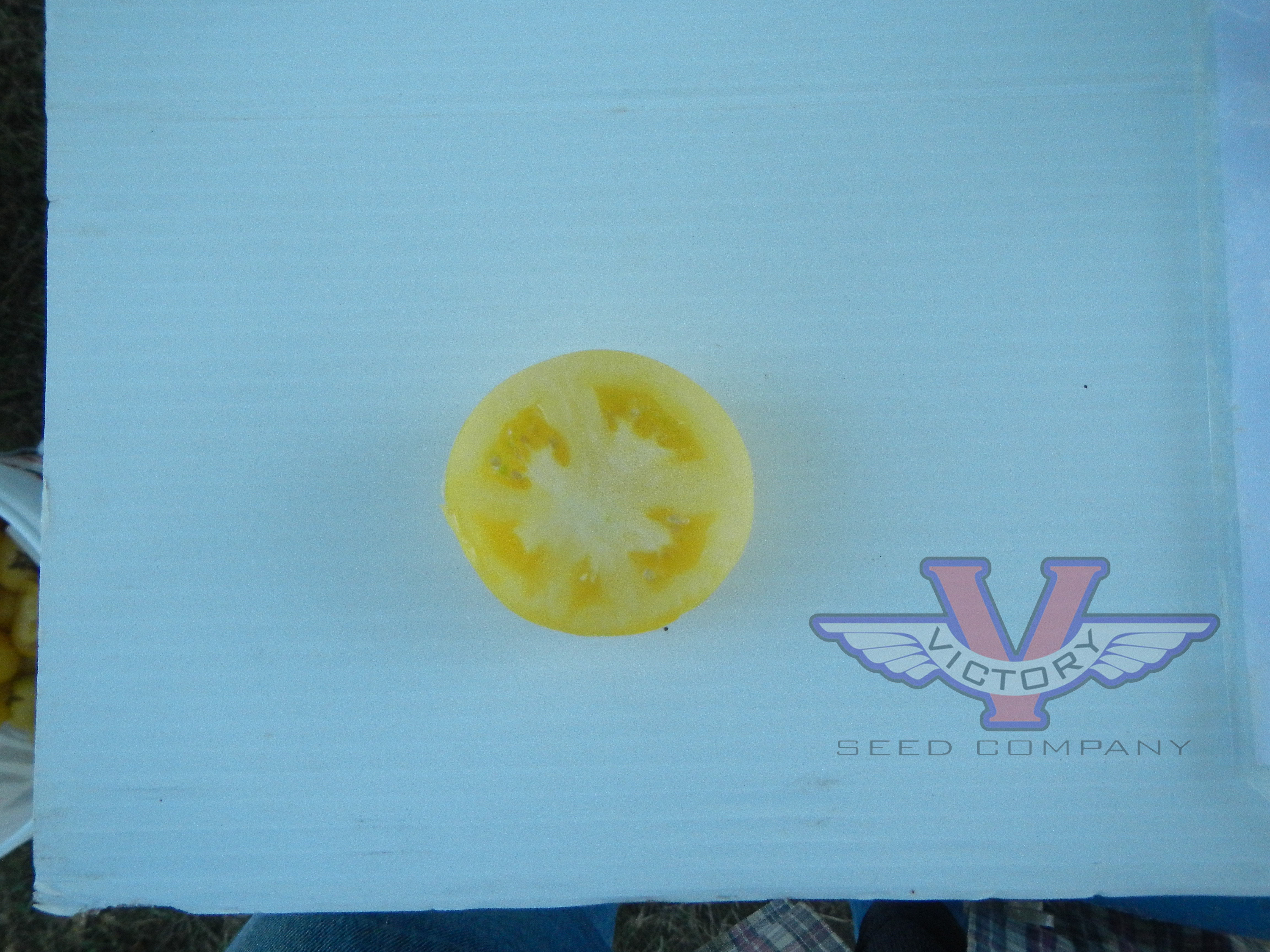 Dwarf Howard's Railroad Tomato