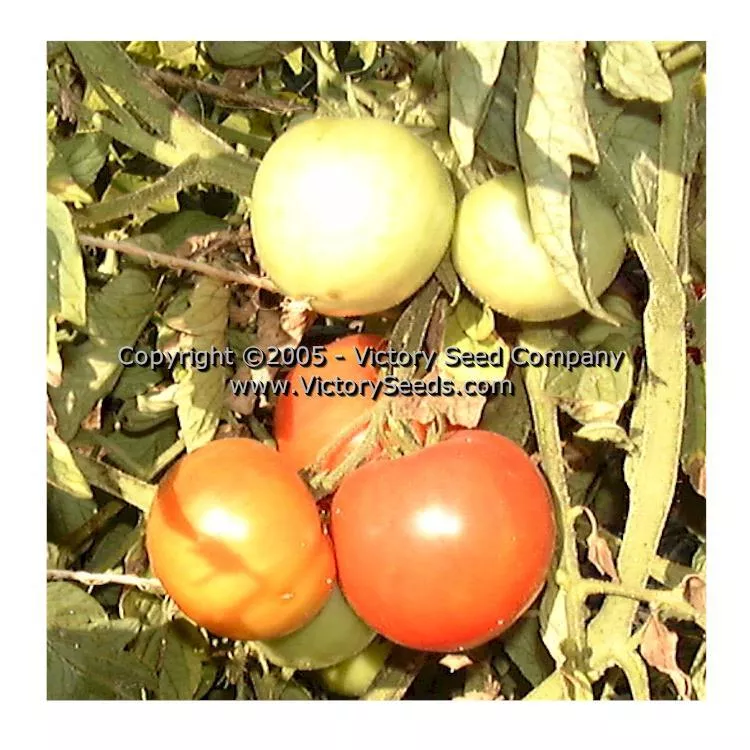 Heinz VF Tomato