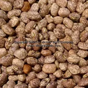 Mayo Speckled Southern Pea