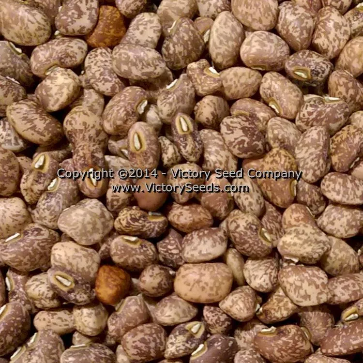 Mayo Speckled Southern Pea