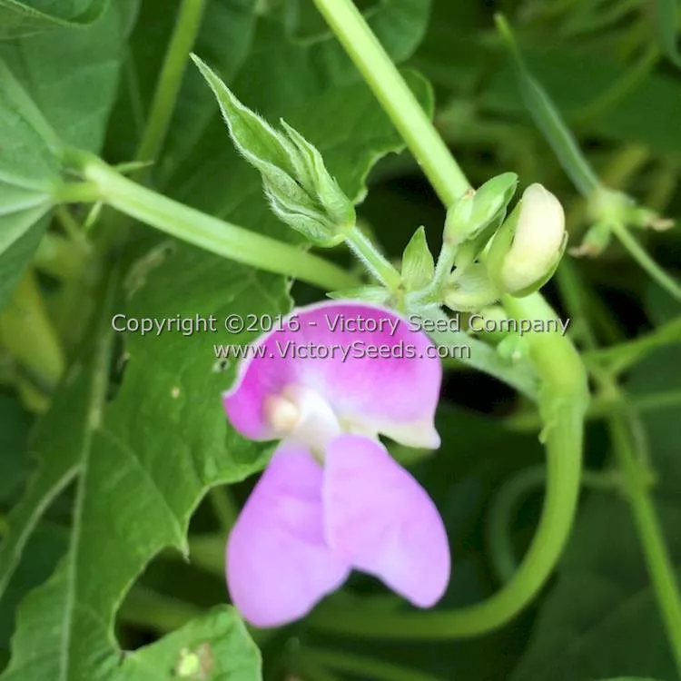 Pencil Pod Black Wax Garden Bean