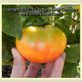 Wherokowhai Tomato