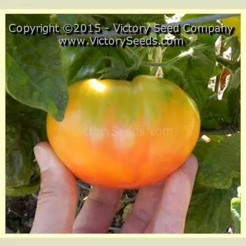 Wherokowhai Tomato