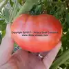 Springston Heirloom Tomato