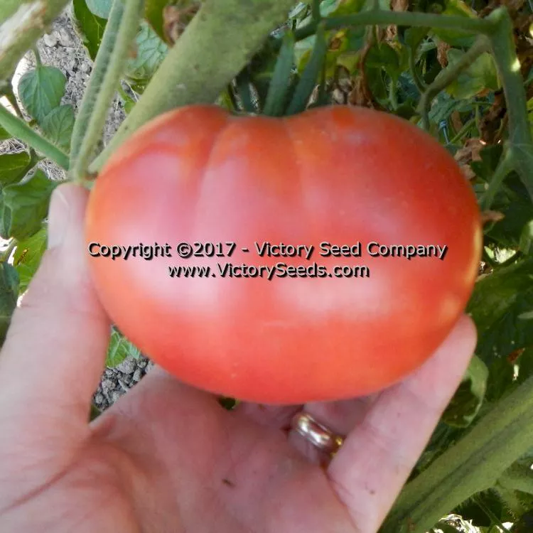 Springston Heirloom Tomato