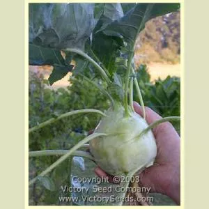 White Delicatesse Kohlrabi