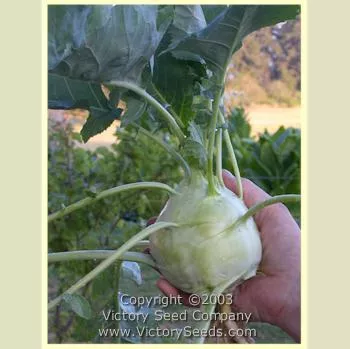 White Delicatesse Kohlrabi