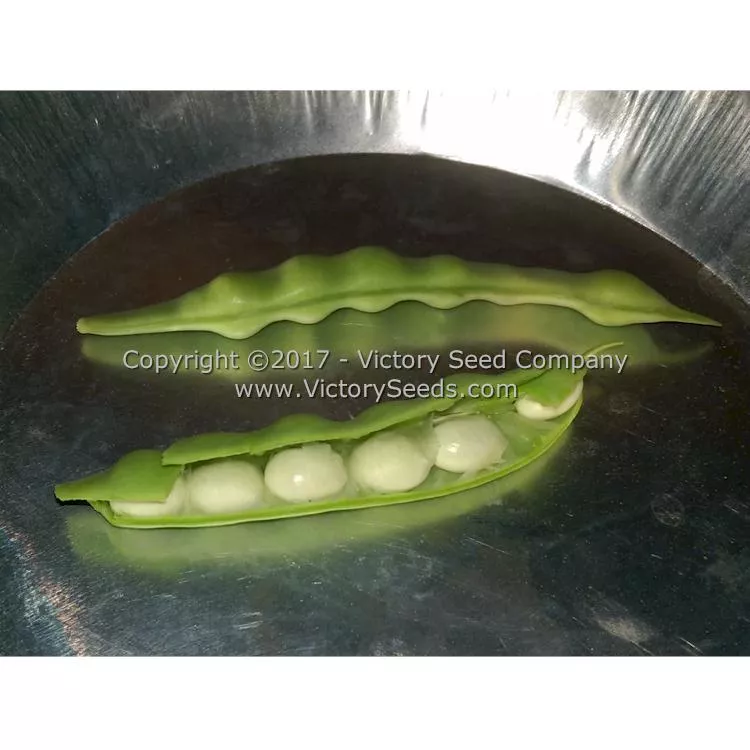 Riggins Stick Pole Green Garden Bean