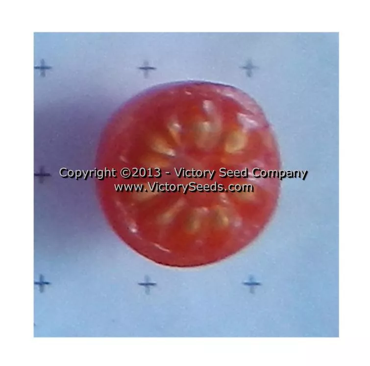Ted's Pink Currant Tomato