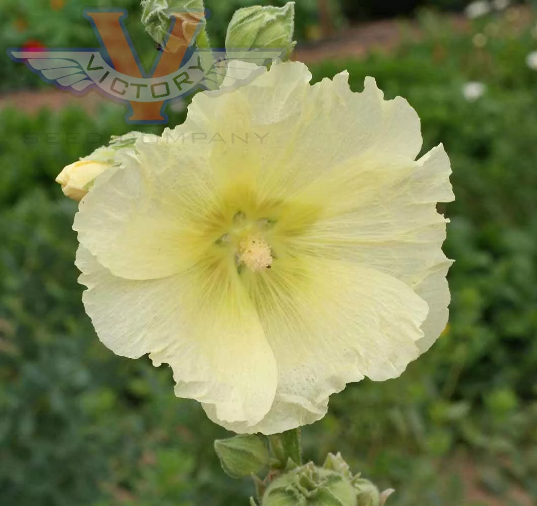 Hollyhock, Single Mix
