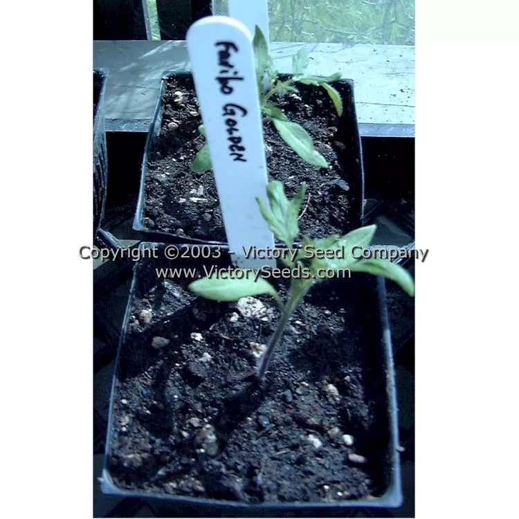 Faribo Golden Heart Tomato