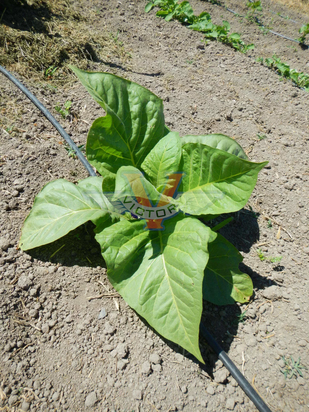 Virginia 12 Tobacco