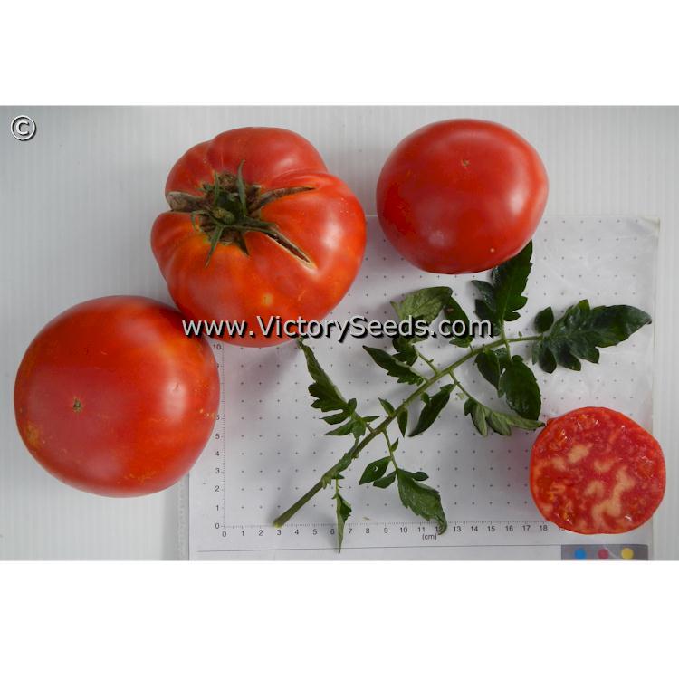 Aker's West Virginia Tomato