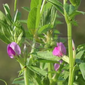 Vetch, Common