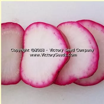 Crimson Giant Radish