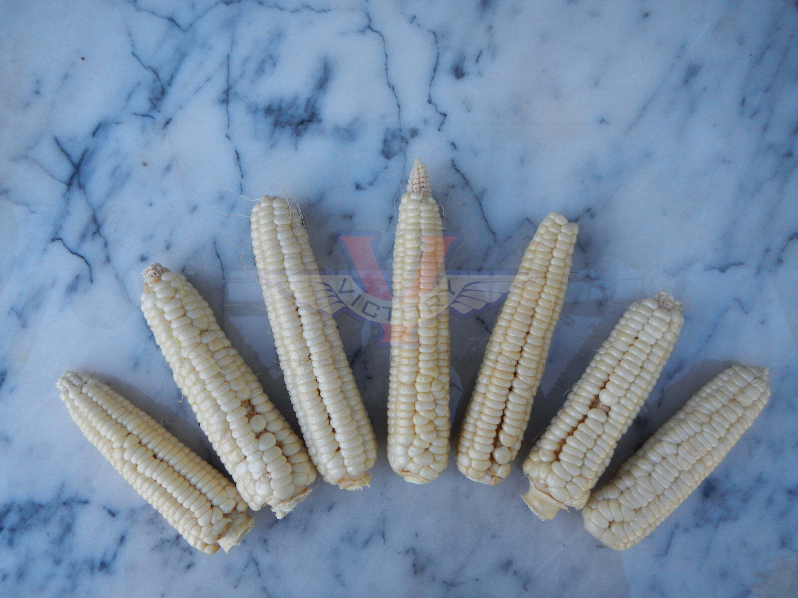 Will's Early June Sweet Corn