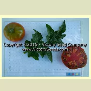 Sleeping Lady Tomato