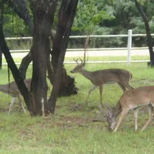 Deer Resistant Wildflower Mix