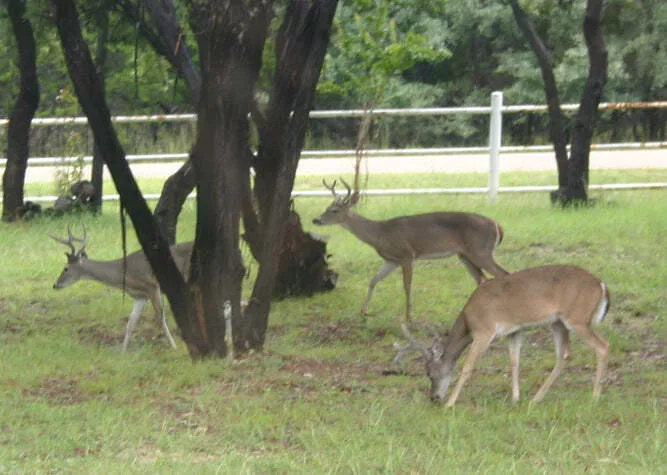 Deer Resistant Wildflower Mix