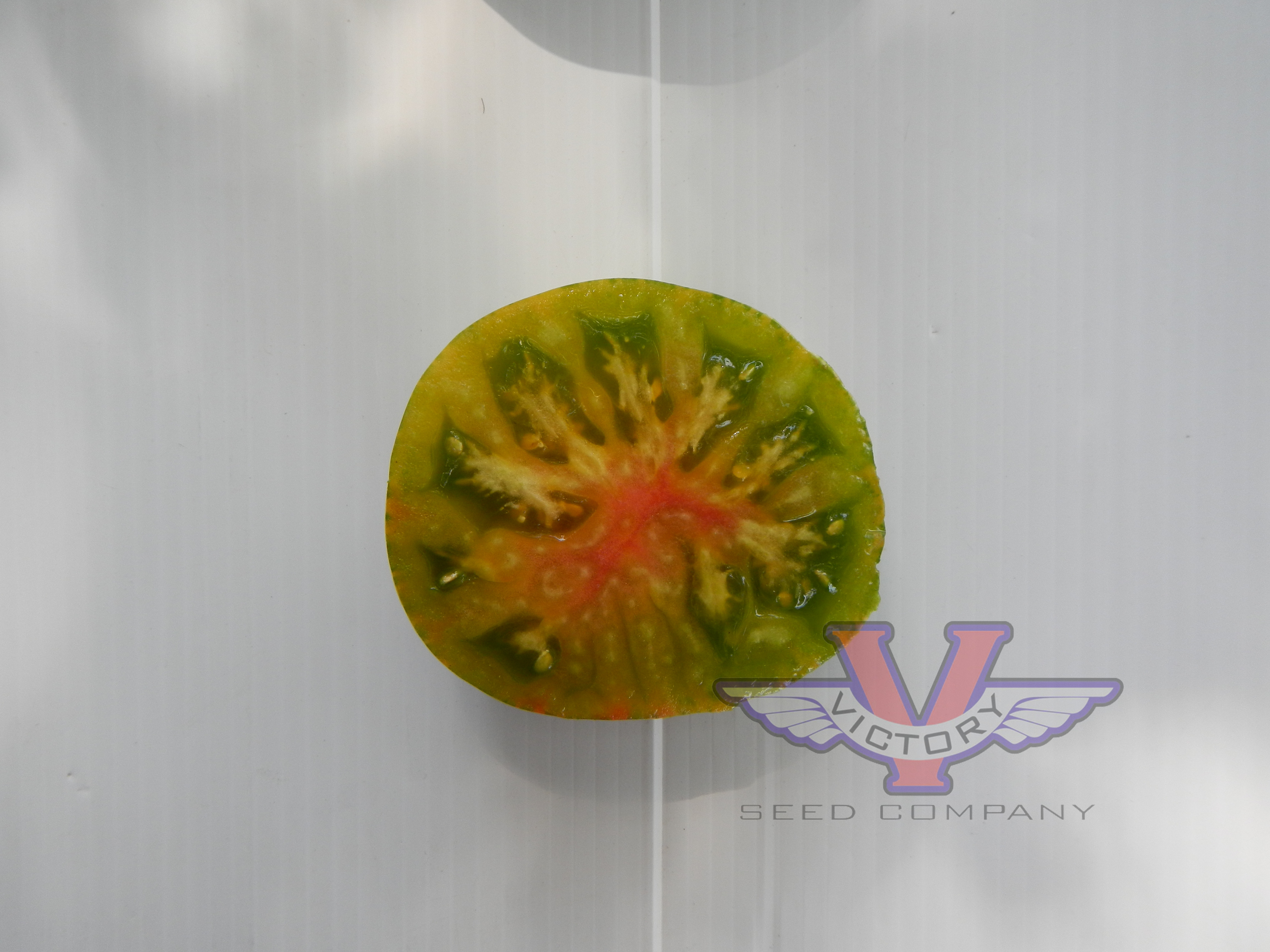 Dwarf Shimmering Beauty Tomato
