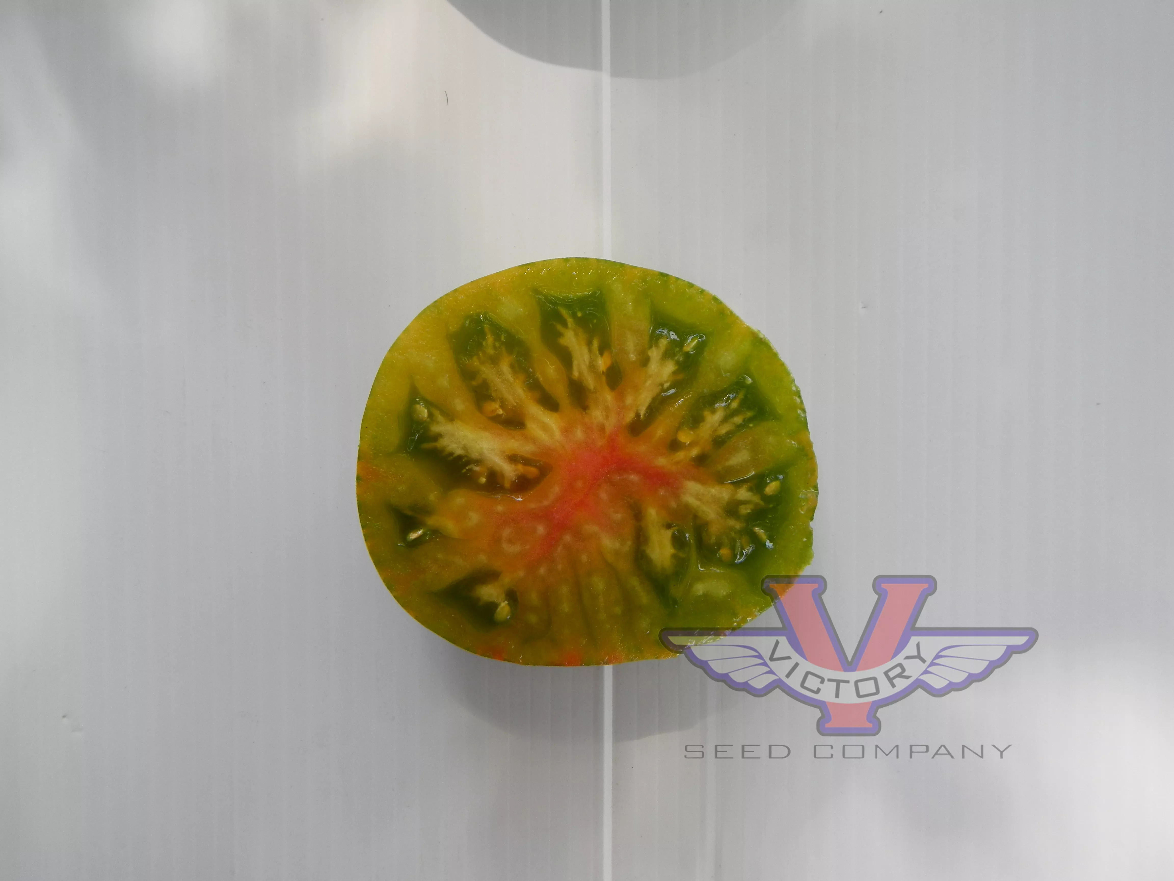 Dwarf Shimmering Beauty Tomato