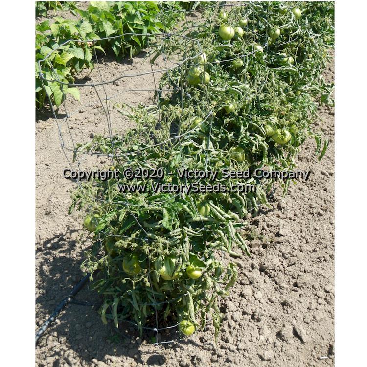 Dwarf Speckled Heart Tomato