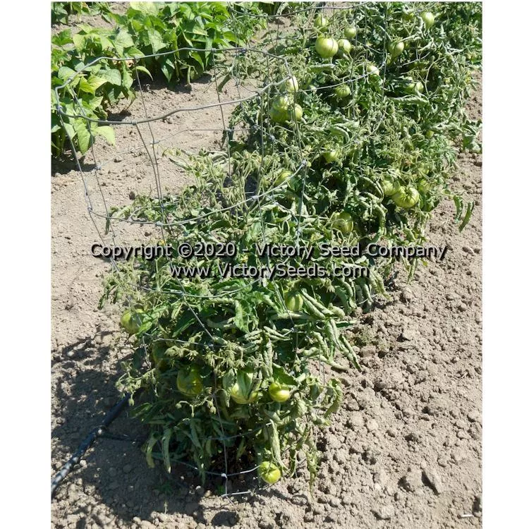 Dwarf Speckled Heart Tomato