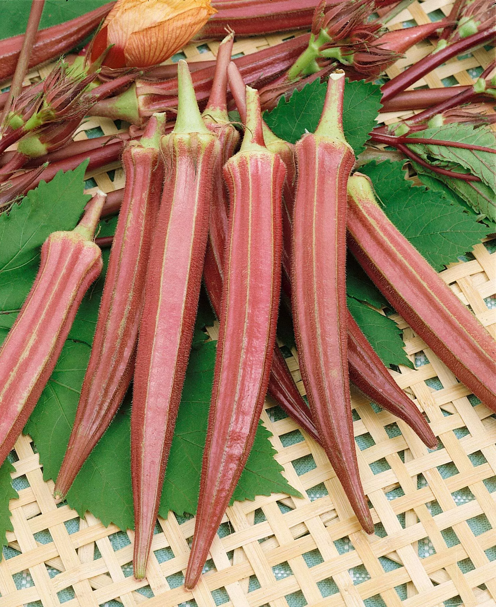 Jing Orange Okra