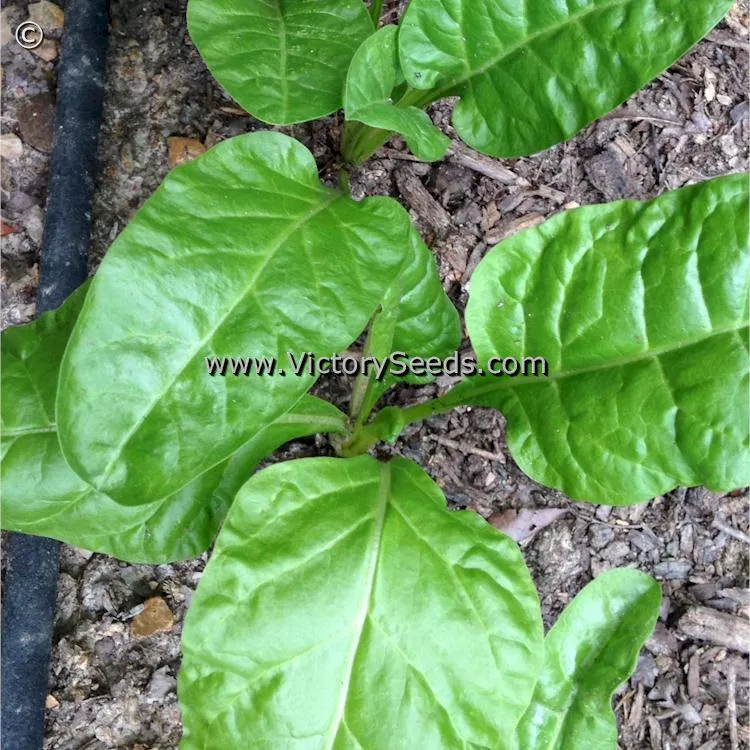 Perpetual Swiss Chard