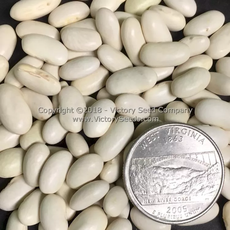 Blue Lake FM-1K Pole Green Garden Bean