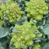 Romanesco Broccoli