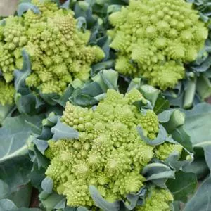 Romanesco Broccoli