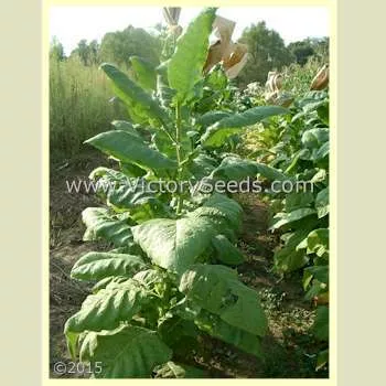 Southern Beauty Tobacco