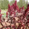 Red Garnet Amaranth