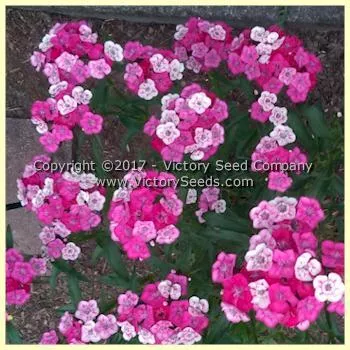 Sweet Williams Pinks