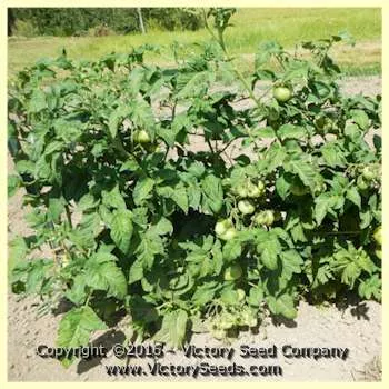 Dwarf Wild Spudleaf Tomato