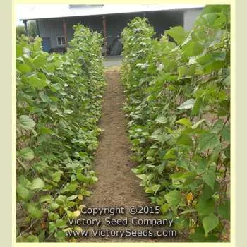 Bergin Pole Garden Bean