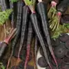 Black Nebula Carrot