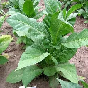 Virginia 15 Tobacco