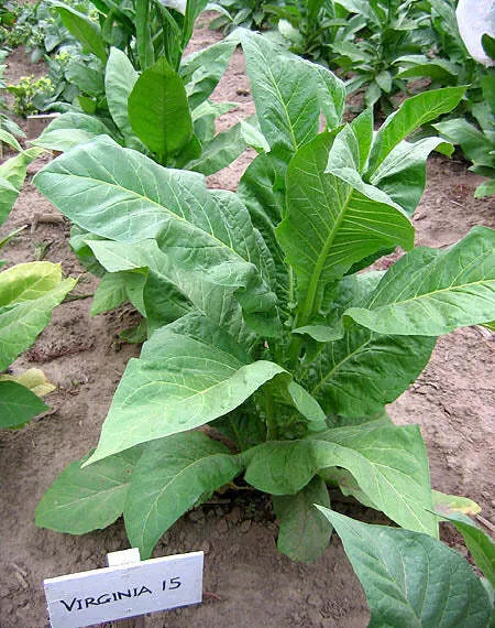 Virginia 15 Tobacco