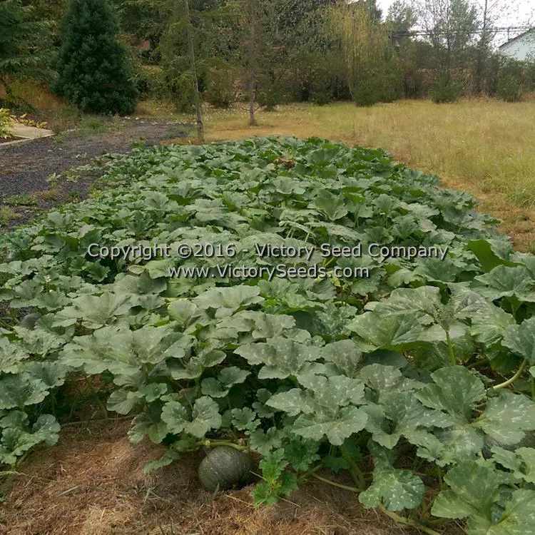 Williams Naked Seeded Pumpkin