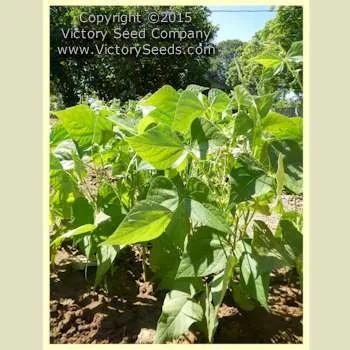 Tendergreen Bush Green Garden Bean