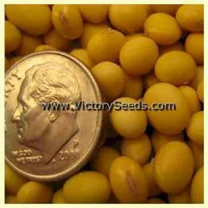 Natto Soybean