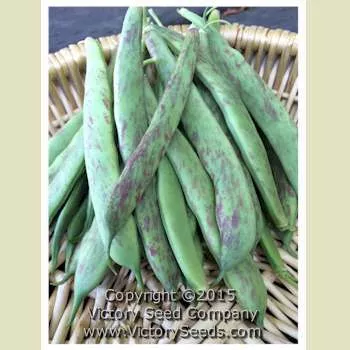Borlotto (Borlotti) Italian Garden Bean