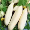 White Wonder Cucumber